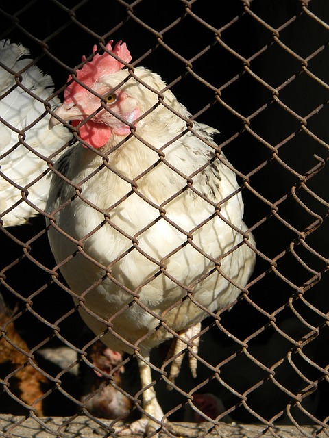 表现较为吃 表现较为吃